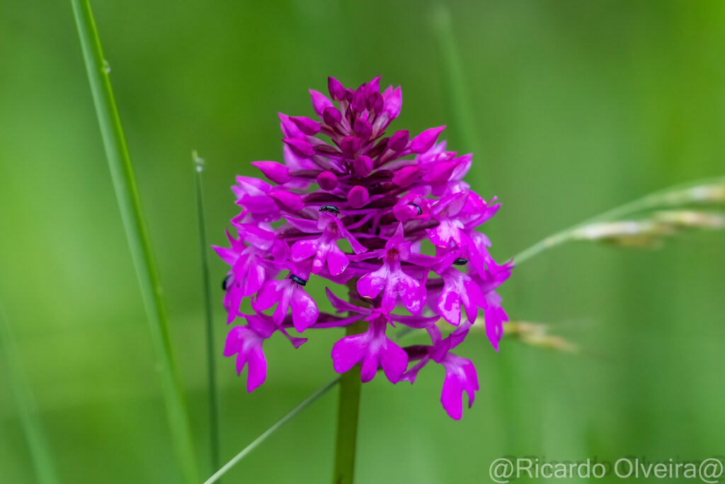 Pyramidenorchis (Spitzorchis) - Petite Camargue, 1. Juni 2024 © Ricardo Olveira