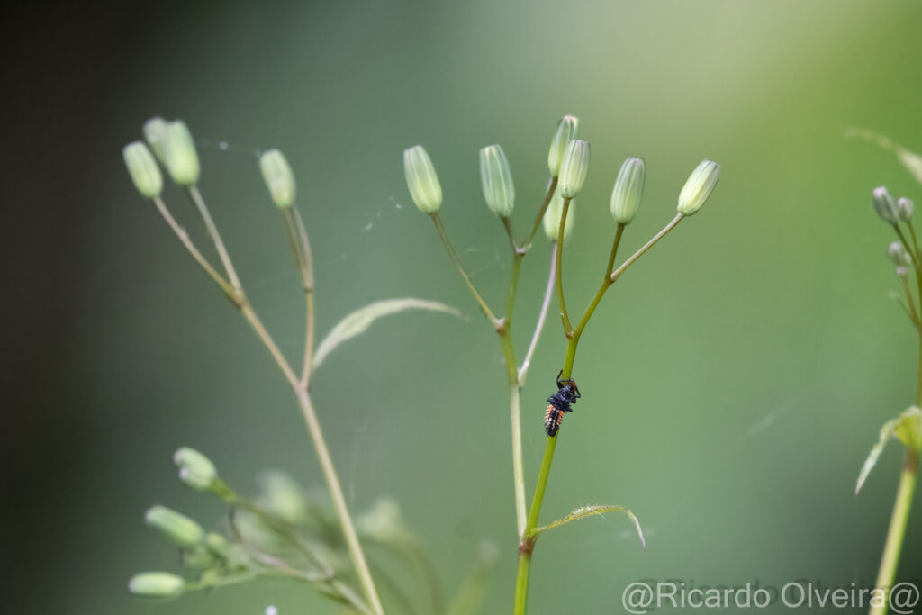 Gewöhnlicher Rainkohl mit Asiatischer Marienkäferraupe - Petite Camargue, 1. Juni 2024 © Ricardo Olveira