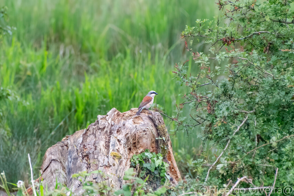 Neuntöter Männchen - Petite Camargue, 1. Juni 2024 © Ricardo Olveira