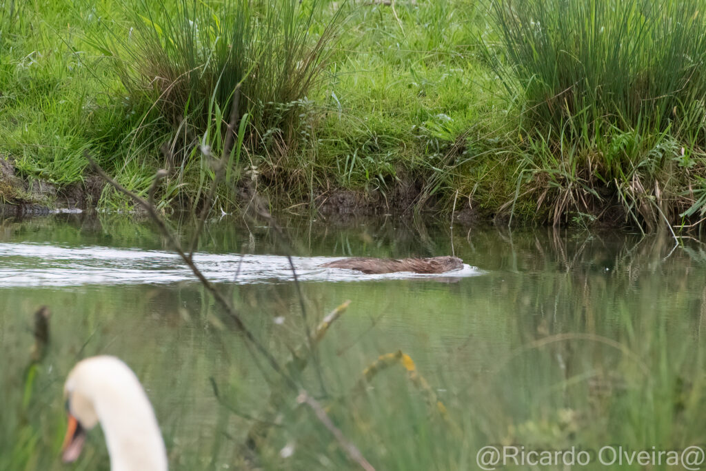 Nutria - Petite Camargue, 1. Juni 2024 © Ricardo Olveira