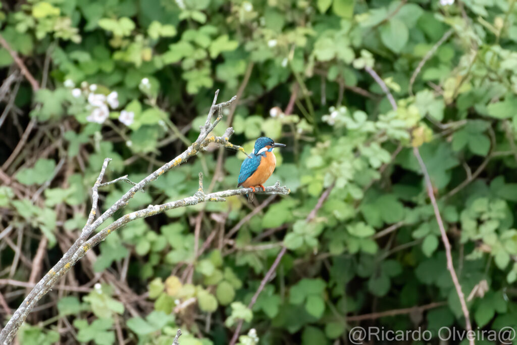 Eisvogel Männchen - Petite Camargue, 1. Juni 2024 © Ricardo Olveira