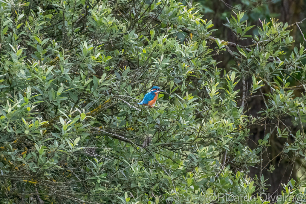 Eisvogel Männchen - Petite Camargue, 1. Juni 2024 © Ricardo Olveira