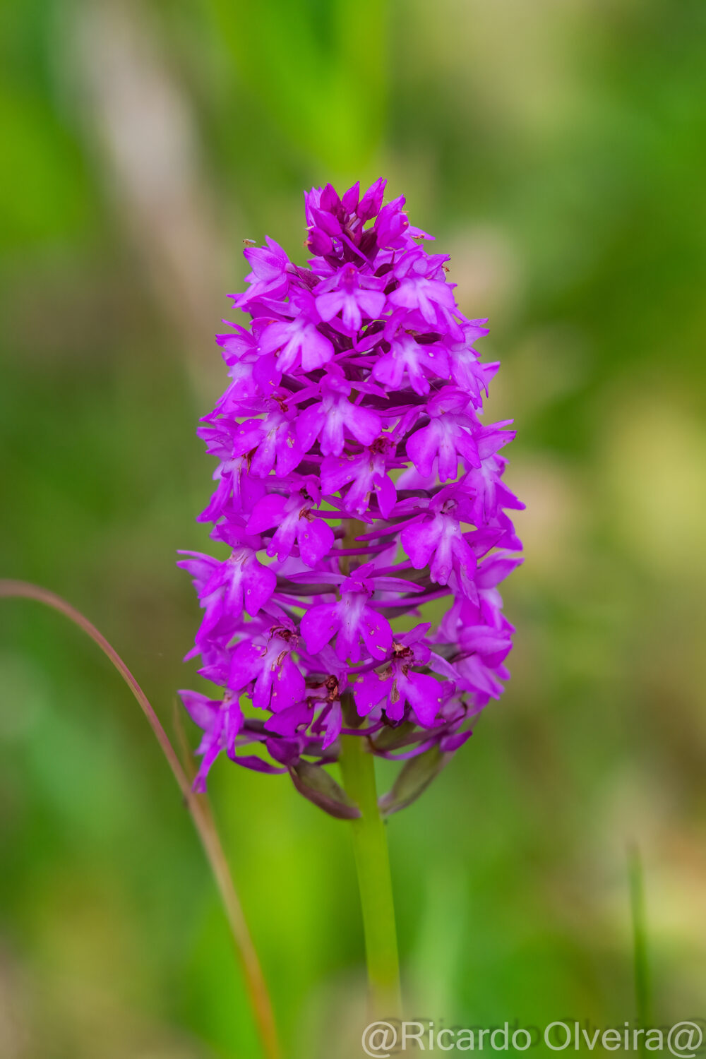 Pyramidenorchis (Spitzorchis) - Petite Camargue, 1. Juni 2024 © Ricardo Olveira