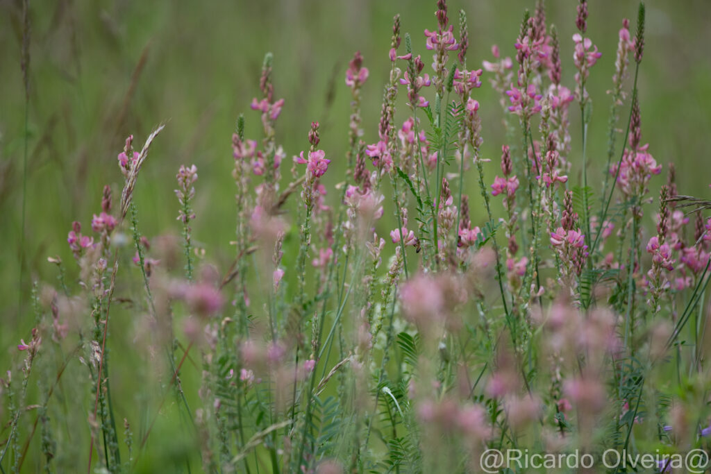 Ein Feld voller Esparsette - Petite Camargue, 1. Juni 2024 © Ricardo Olveira