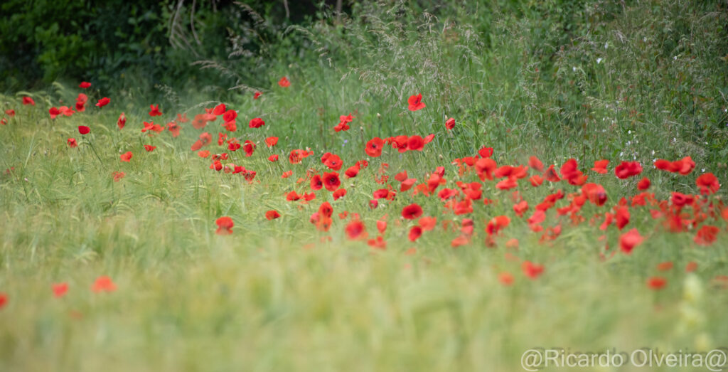 Klatschmohn - Petite Camargue, 1. Juni 2024 © Ricardo Olveira