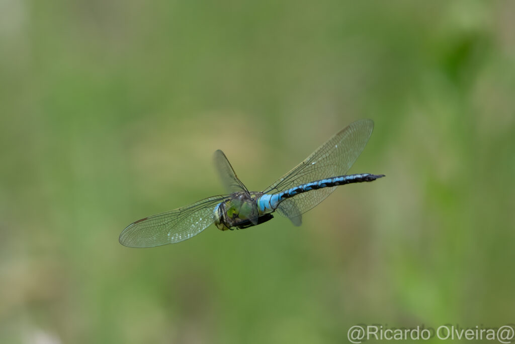 Blauflügelige Mosaikjungfer Männchen - Petite Camargue, 1. Juni 2024 © Ricardo Olveira