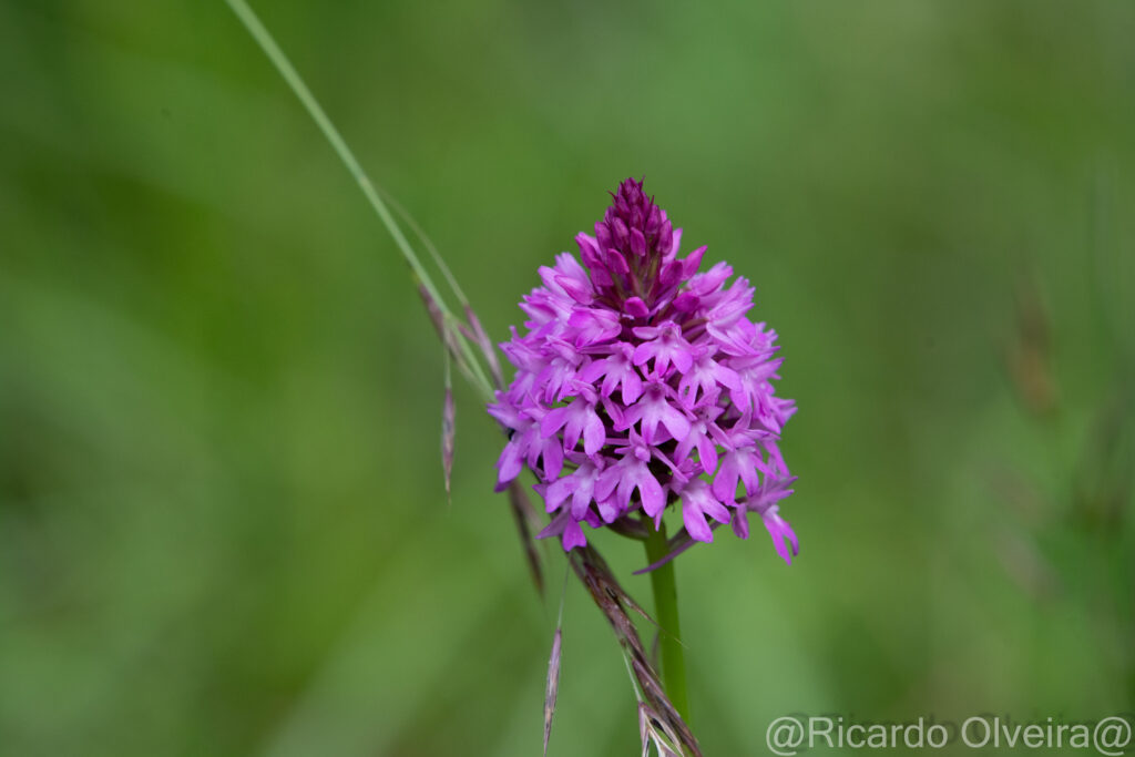 Pyramidenorchis (Spitzorchis) - Petite Camargue, 1. Juni 2024 © Ricardo Olveira