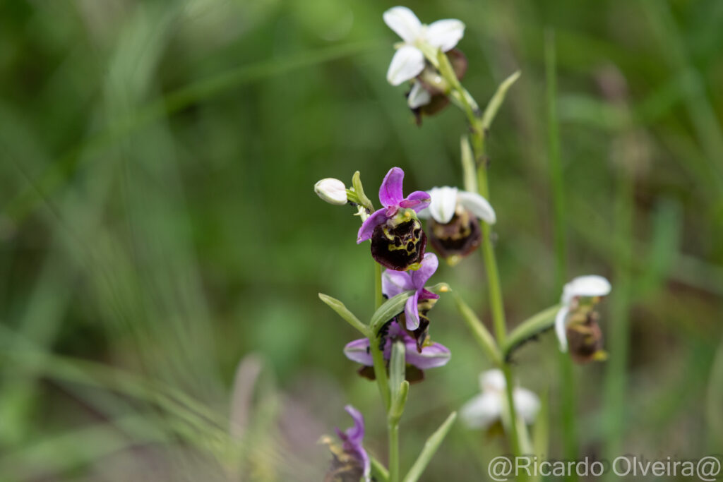 Hummel-Ragwurz - Petite Camargue, 1. Juni 2024 © Ricardo Olveira