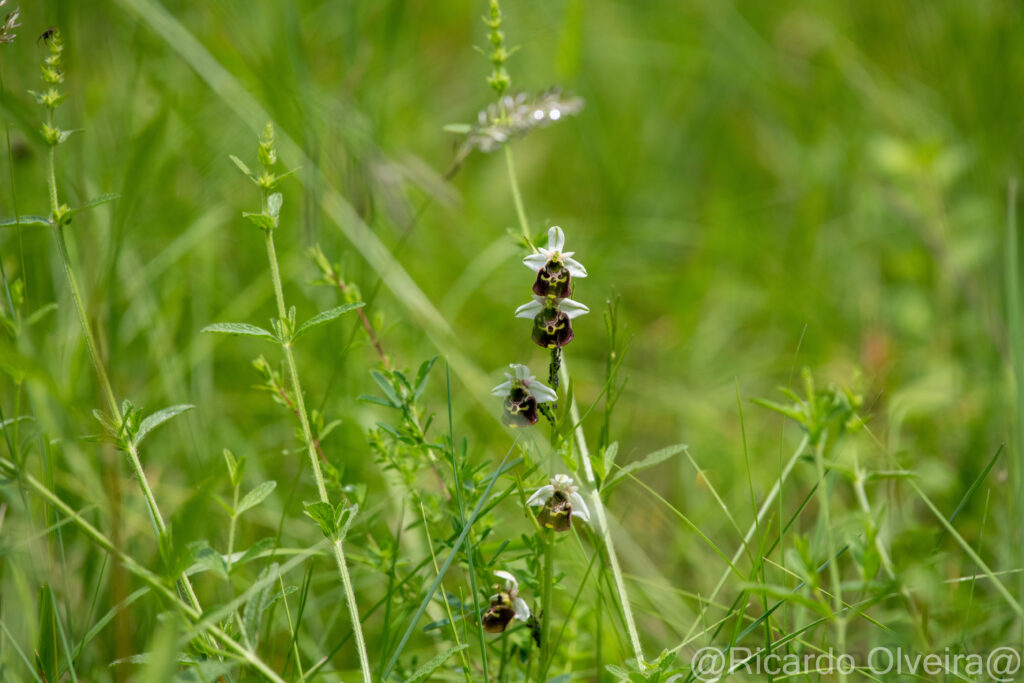 Hummel-Ragwurz - Petite Camargue, 1. Juni 2024 © Ricardo Olveira