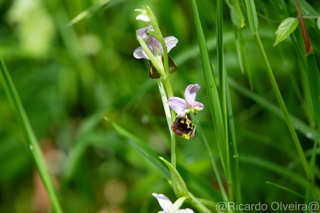 Bienen-Ragwurz - Petite Camargue, 1. Juni 2024 © Ricardo Olveira