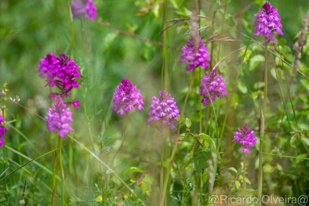 Ein Feld voller Pyramidenorchis (Spitzorchis) - Petite Camargue, 1. Juni 2024 © Ricardo Olveira