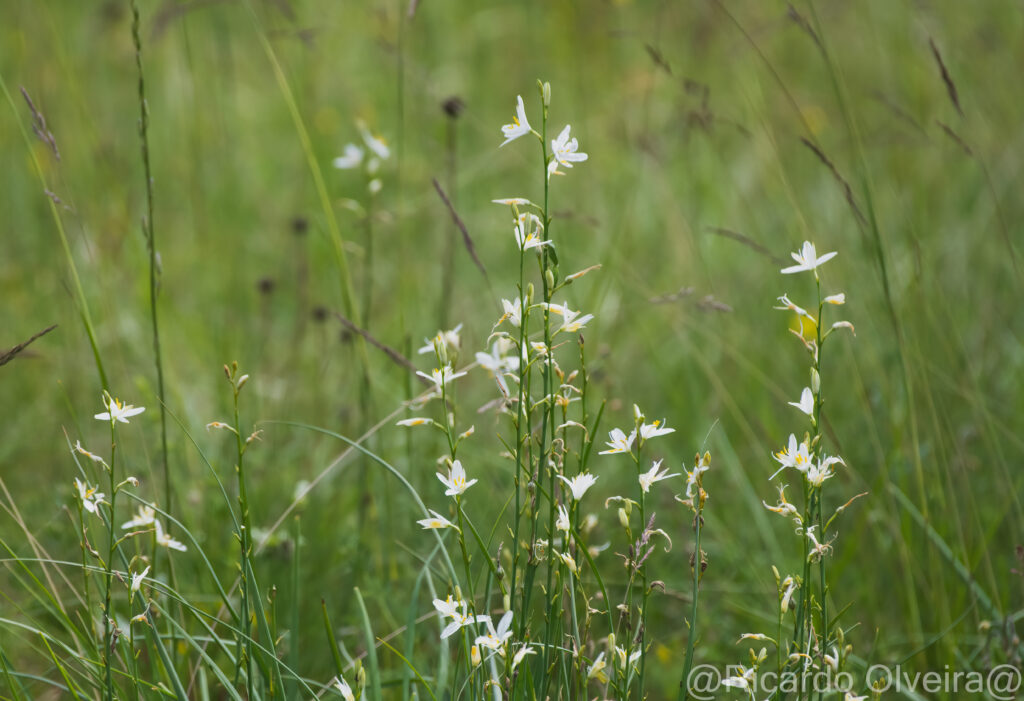 Graslilie - Petite Camargue, 1. Juni 2024 © Ricardo Olveira