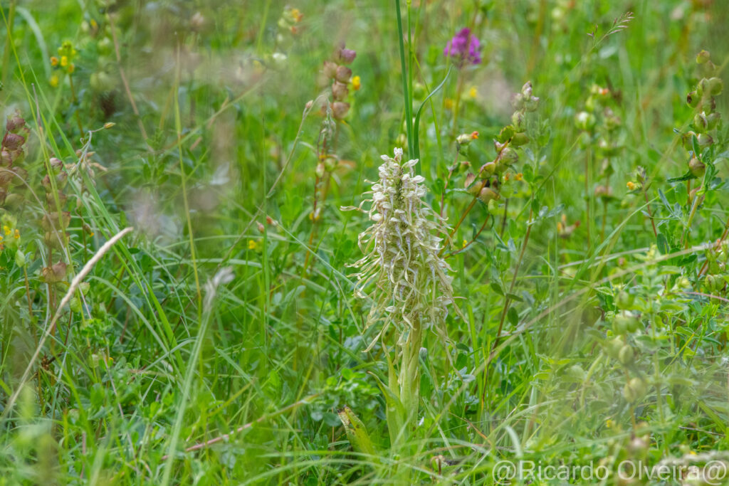 Bocks-Riemenzunge - Petite Camargue, 1. Juni 2024 © Ricardo Olveira