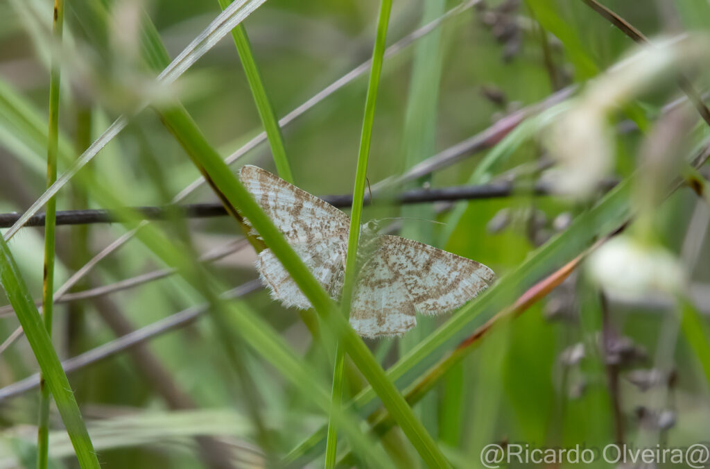 Heidespanner - Petite Camargue, 1. Juni 2024 © Ricardo Olveira