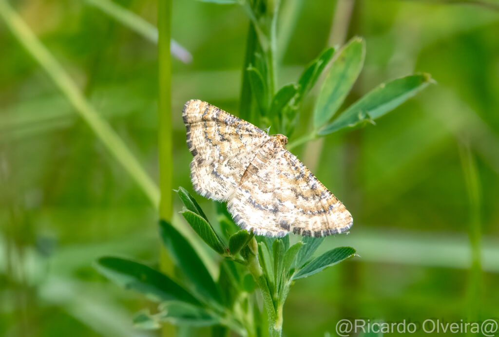 Heidespanner - Petite Camargue, 1. Juni 2024 © Ricardo Olveira