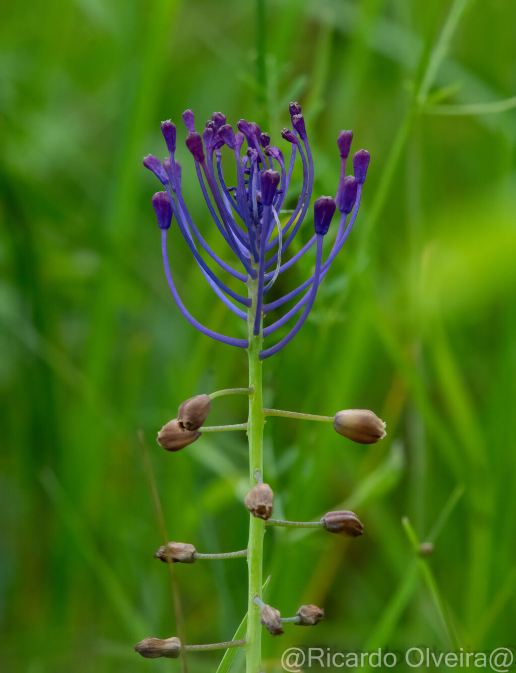 Schopfige Traubenhyazinthe - Petite Camargue, 1. Juni 2024 © Ricardo Olveira