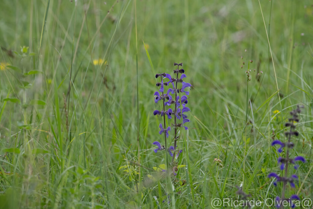 Wiesensalbei - Petite Camargue, 1. Juni 2024 © Ricardo Olveira