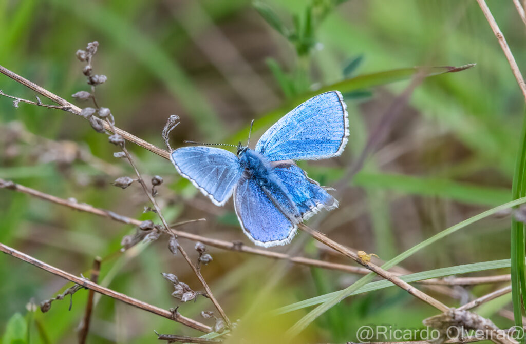 Himmelblauer Bläuling - Petite Camargue, 1. Juni 2024 © Ricardo Olveira