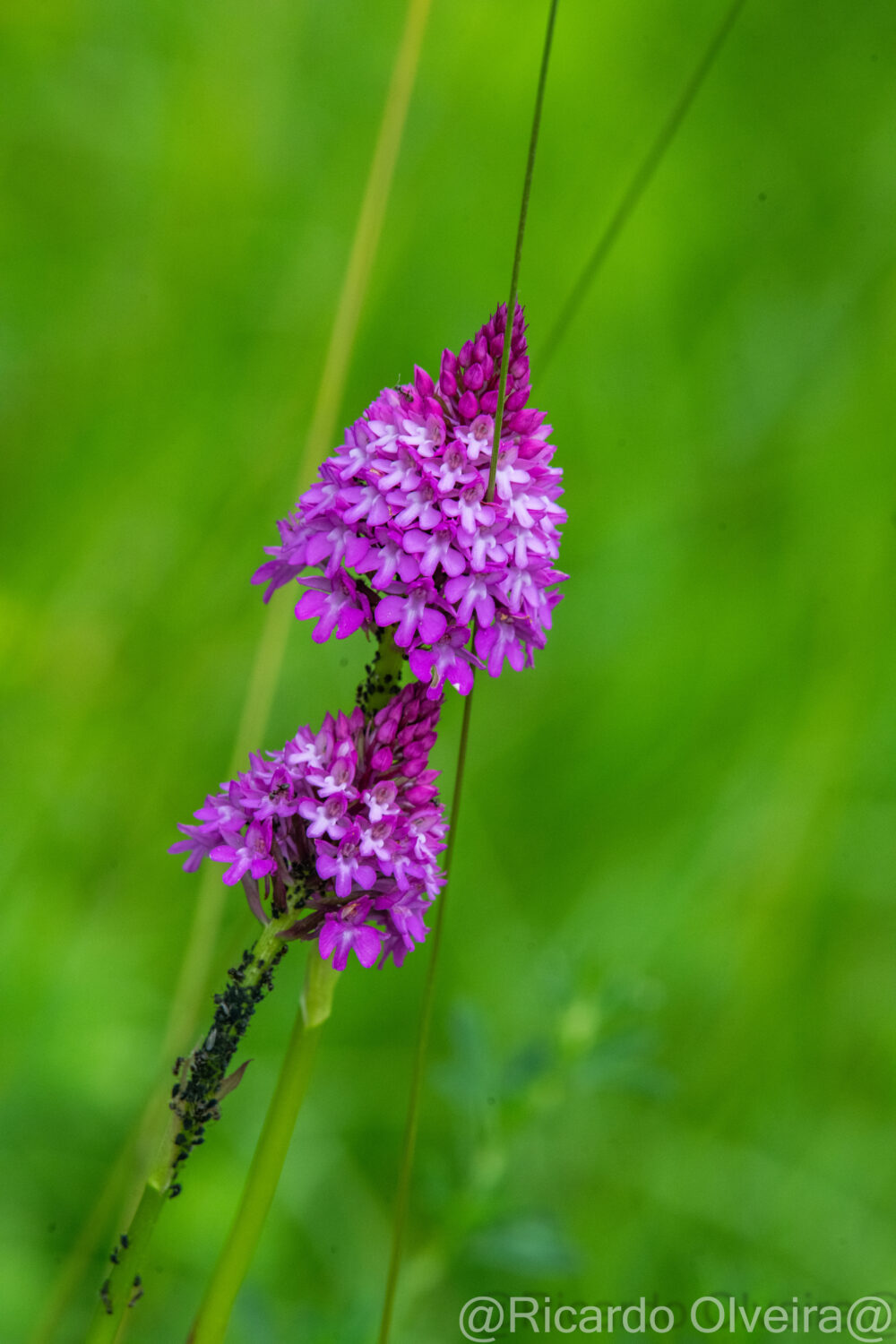 Pyramidenorchis (Spitzorchis) - Petite Camargue, 1. Juni 2024 © Ricardo Olveira