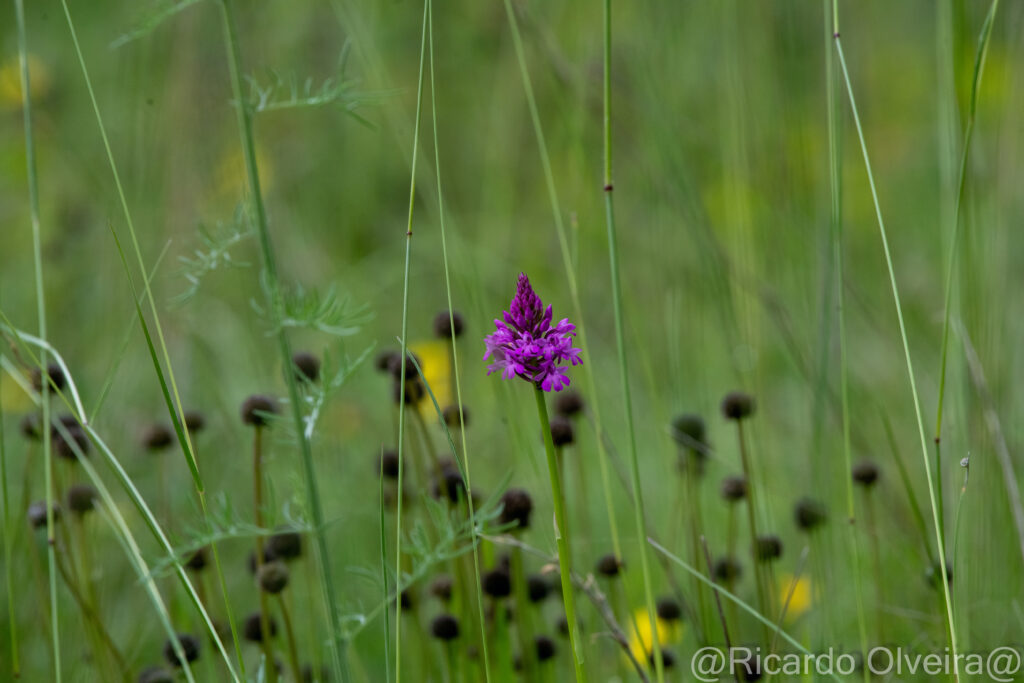 Pyramidenorchis mit Gewöhnliche Kugelblume - Petite Camargue, 1. Juni 2024 © Ricardo Olveira