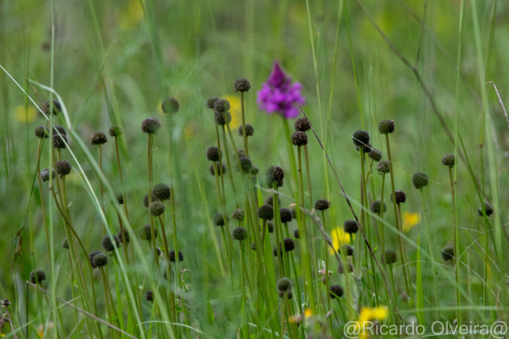 Gewöhnliche Kugelblume - Petite Camargue, 1. Juni 2024 © Ricardo Olveira