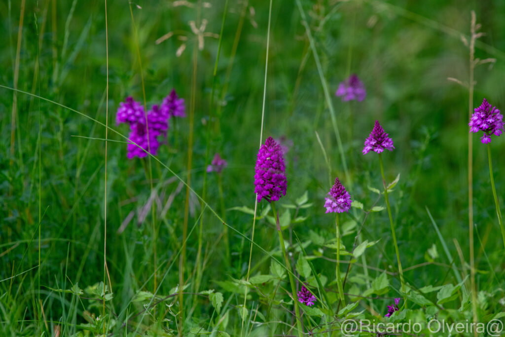 Ein Feld voller Pyramidenorchis (Spitzorchis) - Petite Camargue, 1. Juni 2024 © Ricardo Olveira