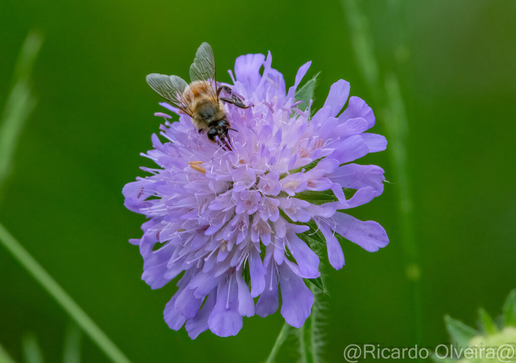 Wiesen-Witwenblume mit Honigbiene - Petite Camargue, 1. Juni 2024 © Ricardo Olveira