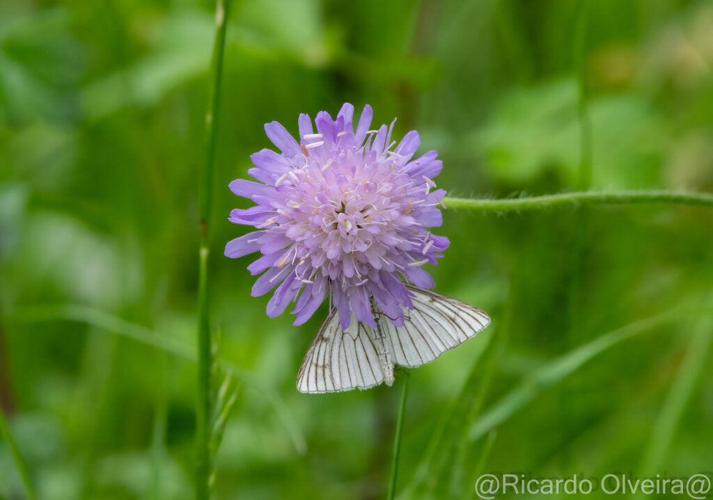 Wiesen-Witwenblume mit Hartheuspanner - Petite Camargue, 1. Juni 2024 © Ricardo Olveira