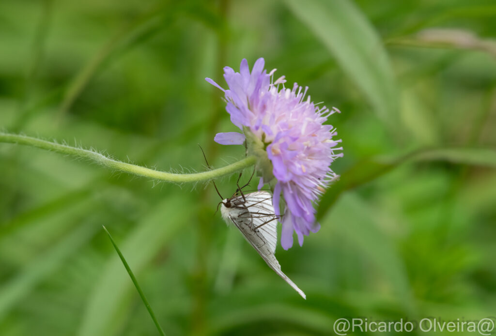 Wiesen-Witwenblume mit Hartheuspanner - Petite Camargue, 1. Juni 2024 © Ricardo Olveira