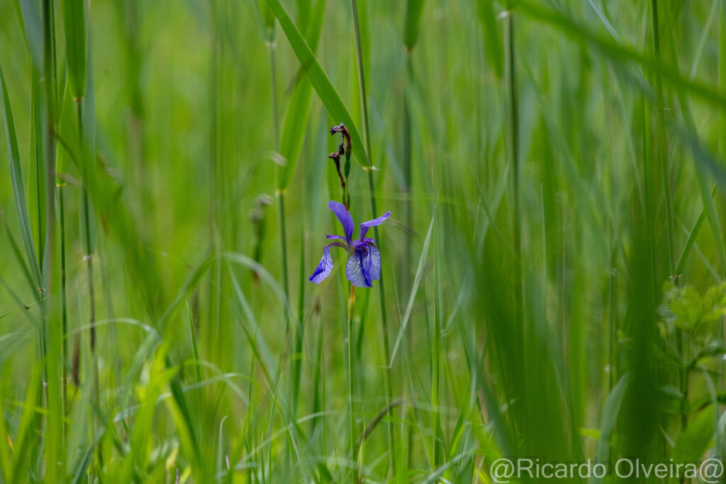 Sibirische Schwertlilie - Petite Camargue, 1. Juni 2024 © Ricardo Olveira