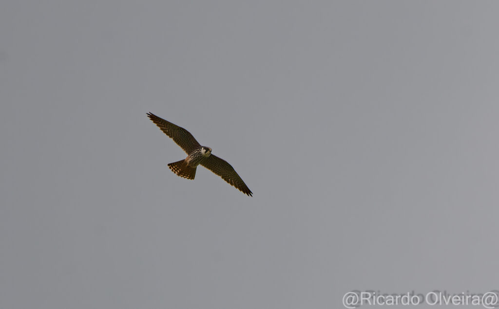 Baumfalke - Petite Camargue, 1. Juni 2024 © Ricardo Olveira