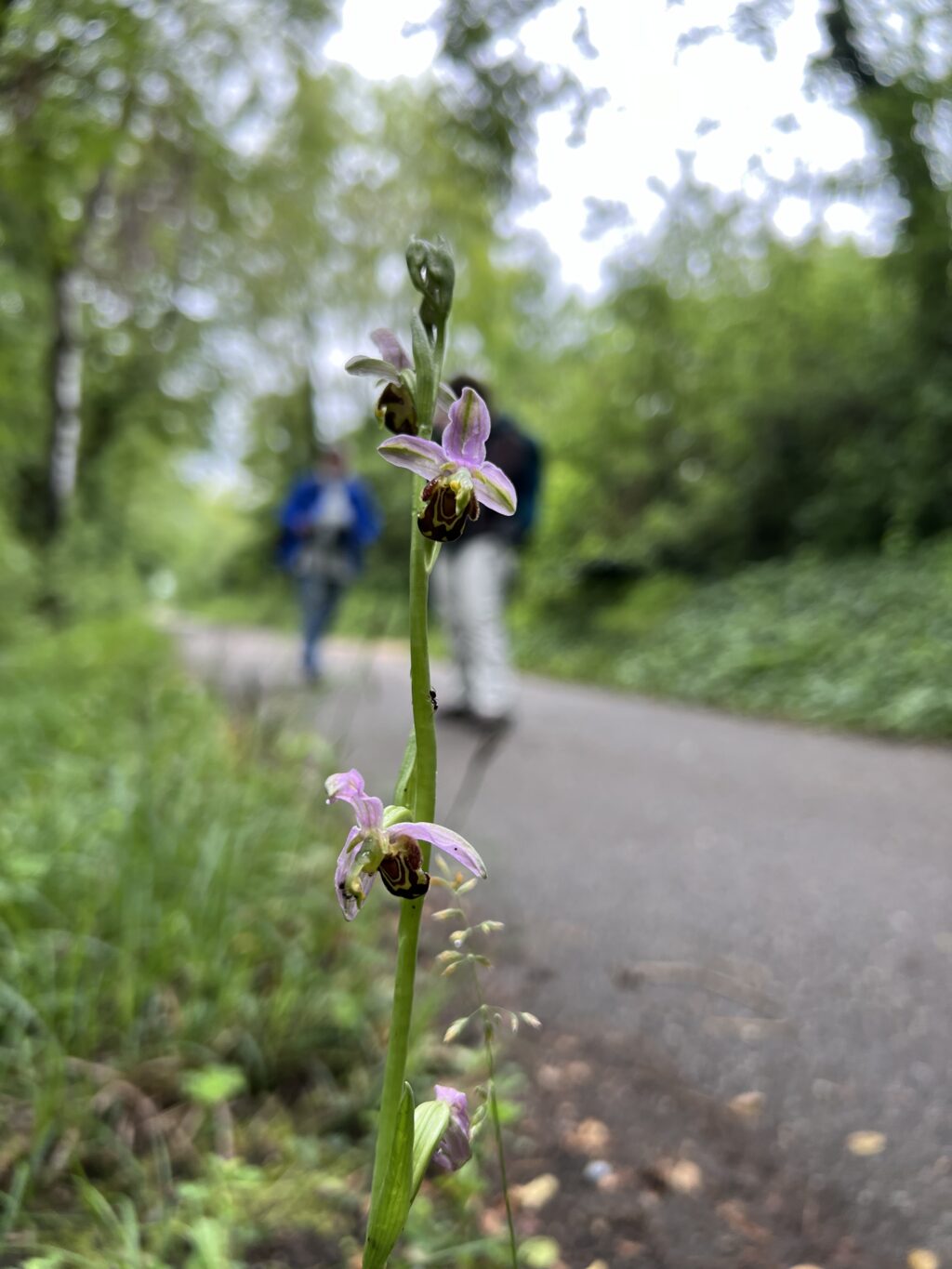 Bienen-Ragwurz am Wegesrand - Tageswanderung Petite Camargue, 1. Juni 2024 © NVVB