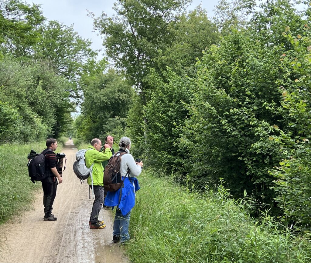 Tageswanderung Petite Camargue, 1. Juni 2024 © NVVB