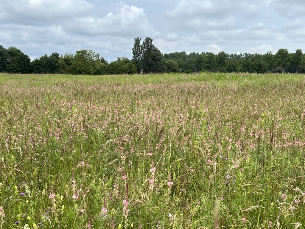 Tageswanderung Petite Camargue, 1. Juni 2024 © NVVB