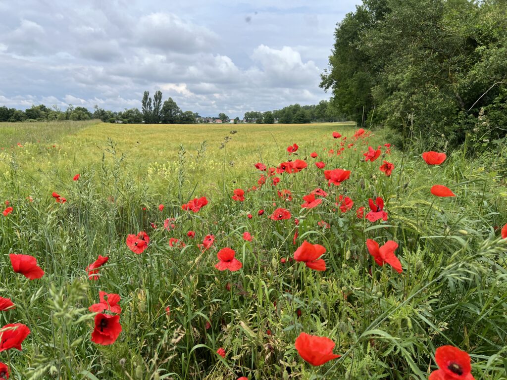 Tageswanderung Petite Camargue, 1. Juni 2024 © NVVB