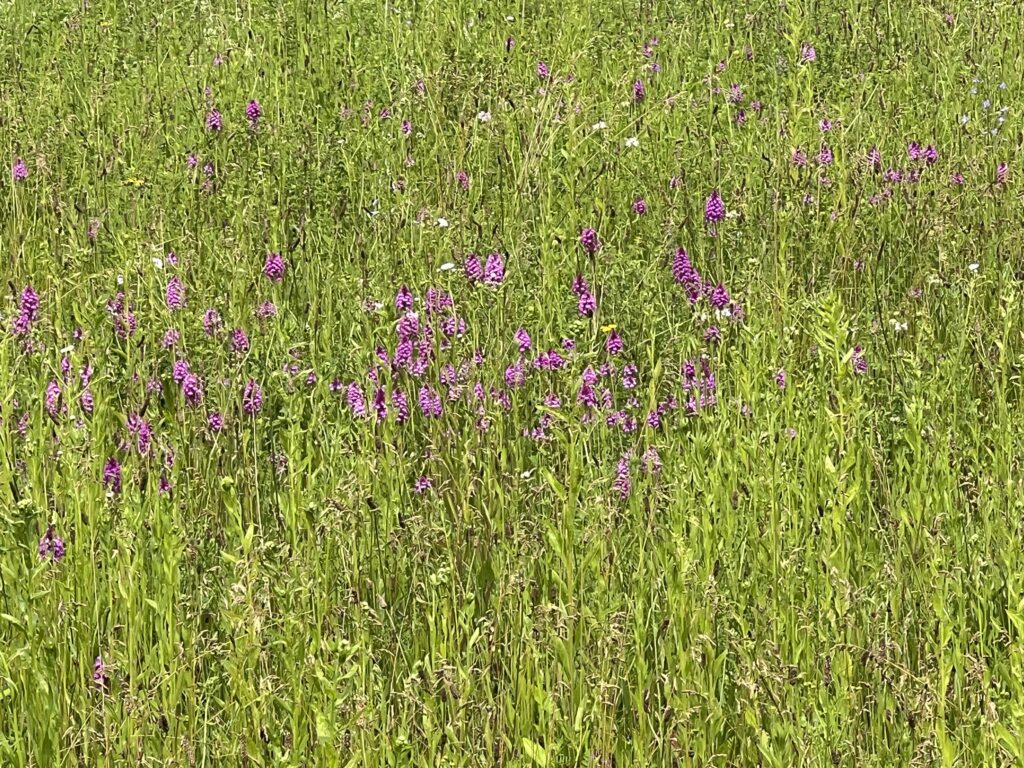 Tageswanderung Petite Camargue, 1. Juni 2024 © NVVB