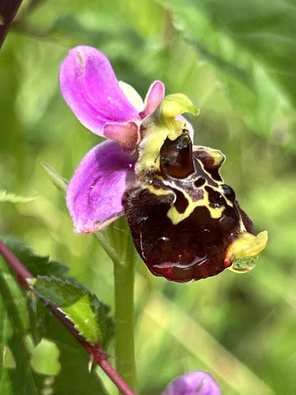 Hummel-Ragwurz - Tageswanderung Petite Camargue, 1. Juni 2024 © NVVB