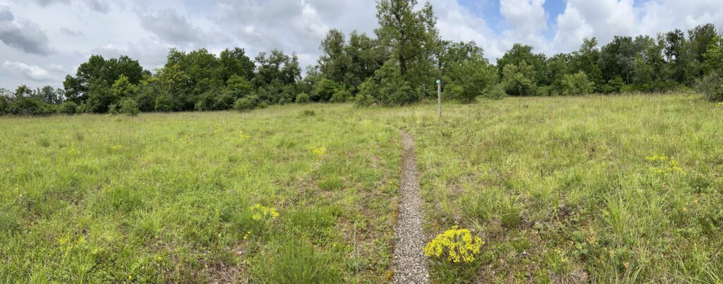 Kirchenerkopf - Tageswanderung Petite Camargue, 1. Juni 2024 © NVVB