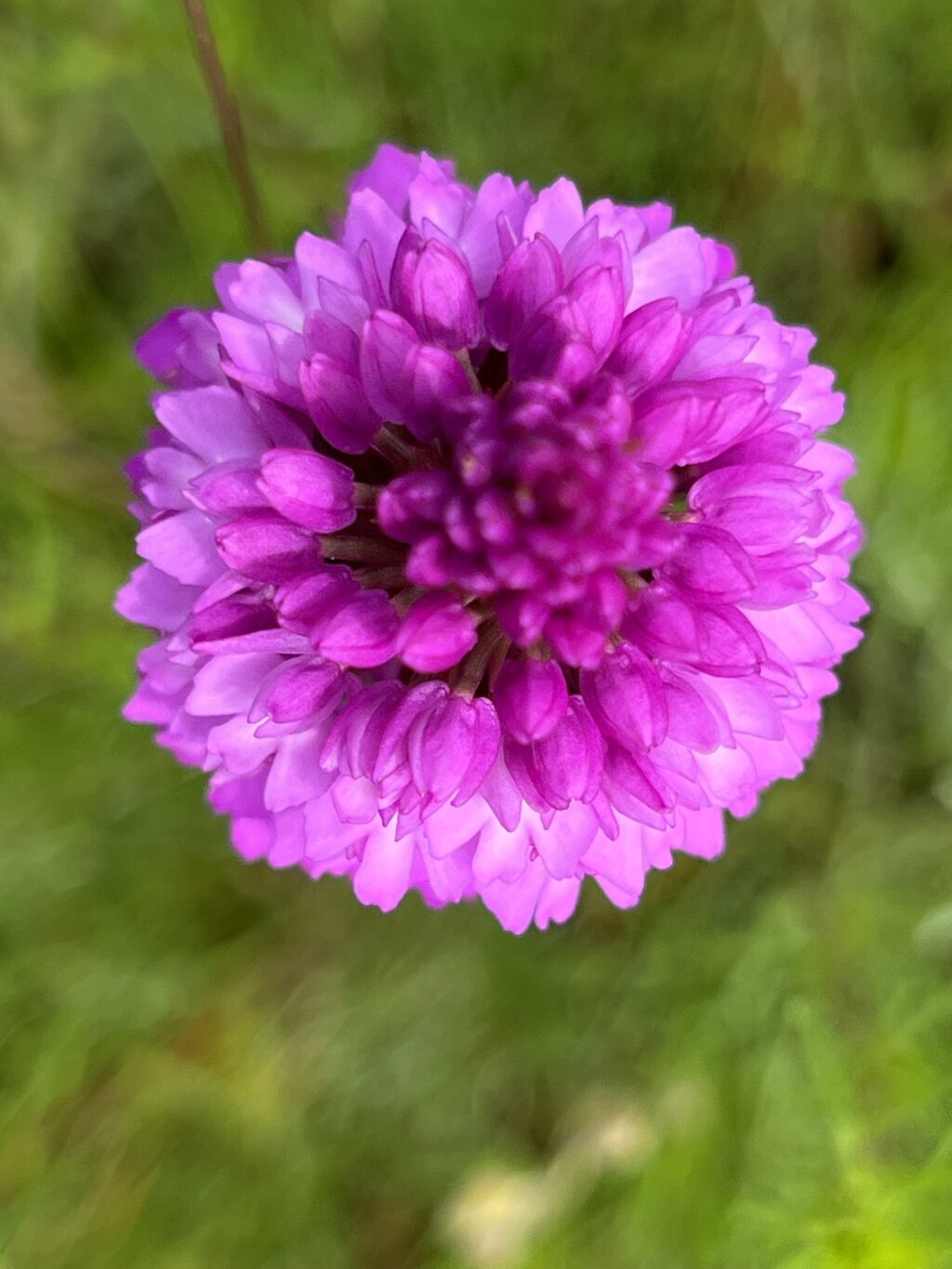 Pyramidenorchis - Tageswanderung Petite Camargue, 1. Juni 2024 © NVVB