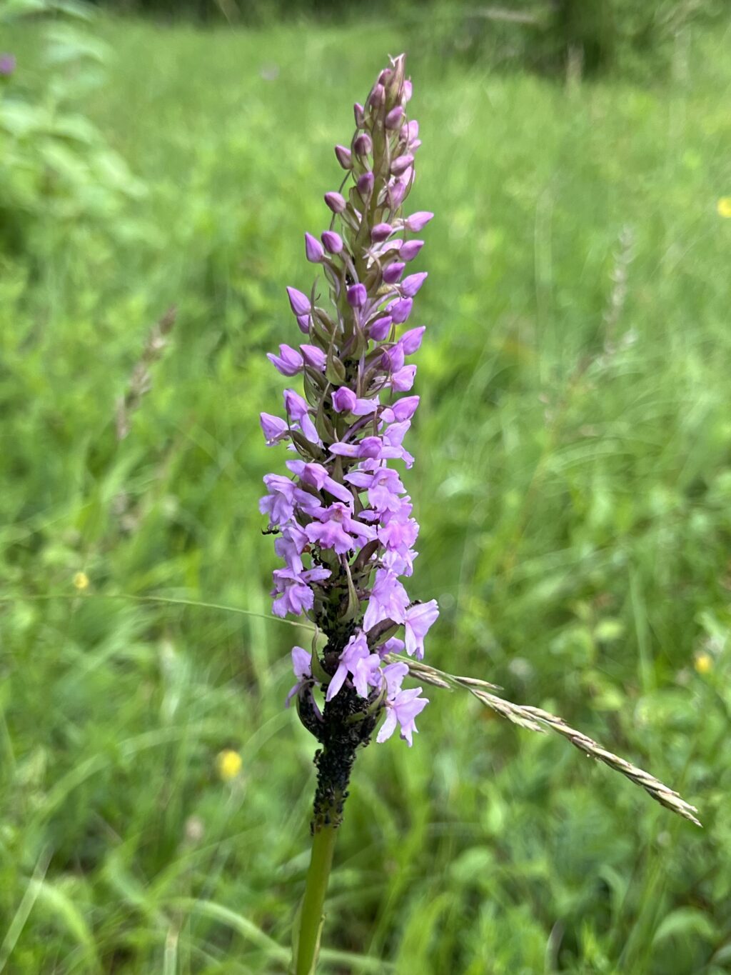 Mücken-Händelwurz - Tageswanderung Petite Camargue, 1. Juni 2024 © NVVB