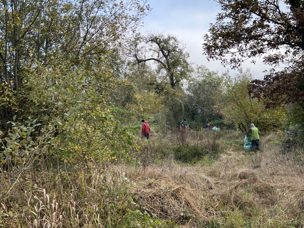 Pflegeeinsatz - Weiheranlage Hard, 09.Nov.2024 (© NVVB)