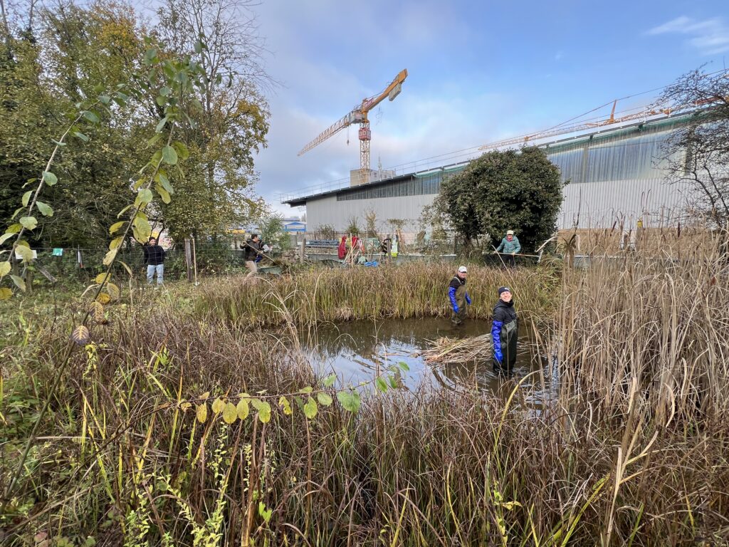 Pflegeeinsatz - Weiheranlage Hard, 09.Nov.2024 (© NVVB)