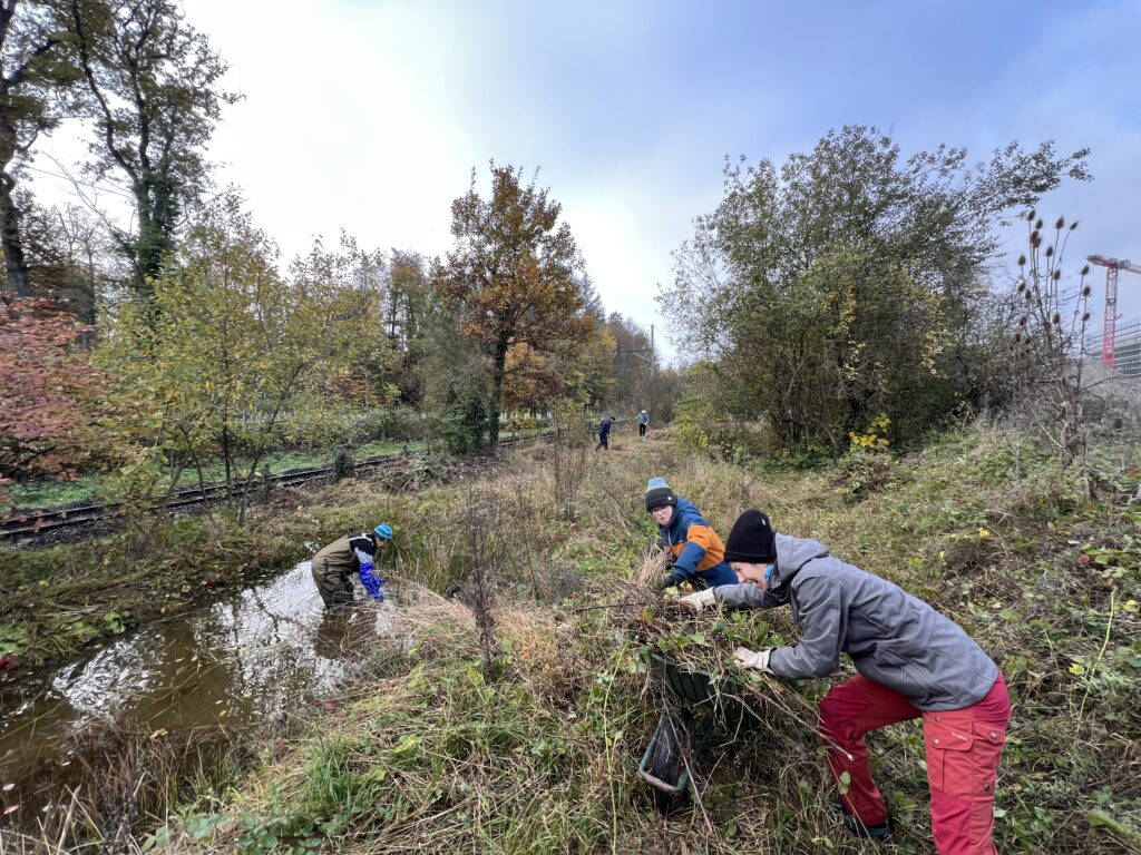 Pflegeeinsatz - Weiheranlage Hard, 09.Nov.2024 (© NVVB)