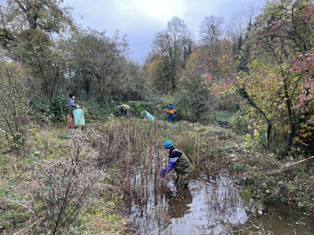 Pflegeeinsatz - Weiheranlage Hard, 09.Nov.2024 (© NVVB)