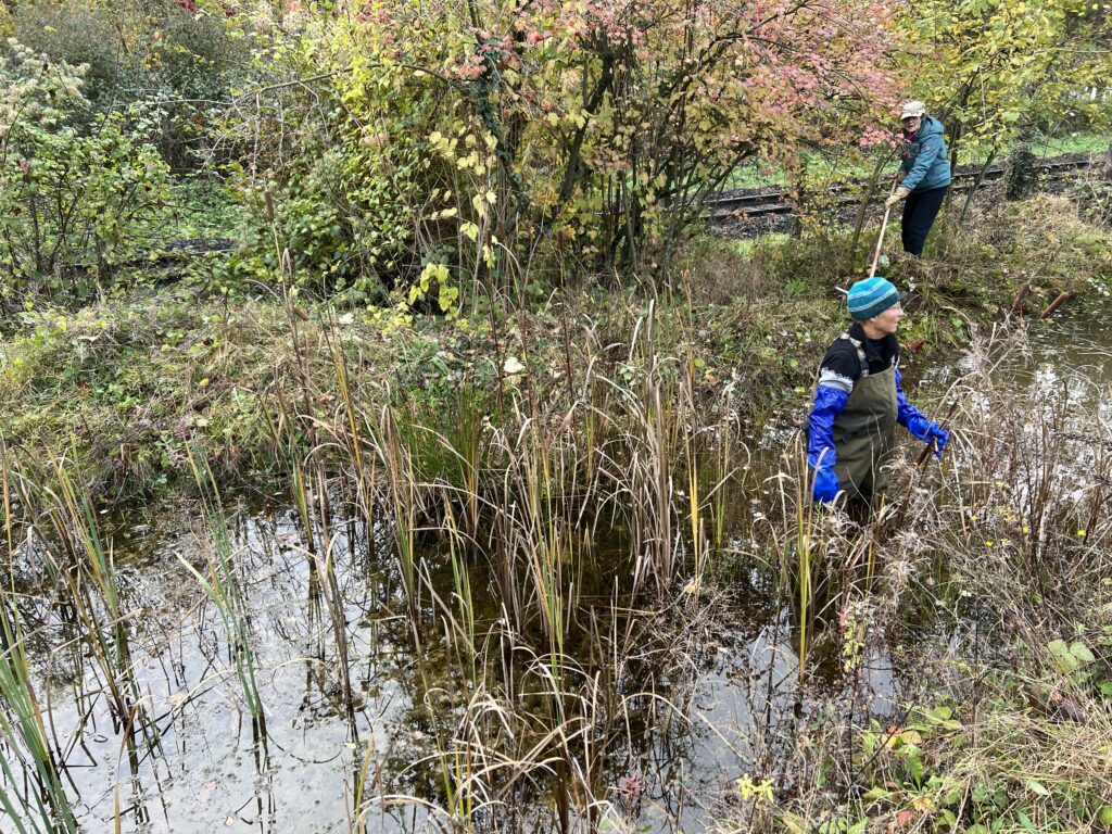 Pflegeeinsatz - Weiheranlage Hard, 09.Nov.2024 (© NVVB)