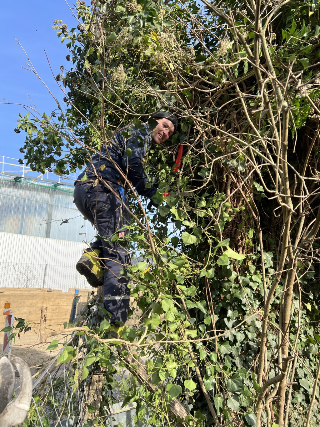 Pflegeeinsatz - Weiheranlage Hard, 09.Nov.2024 (© NVVB)