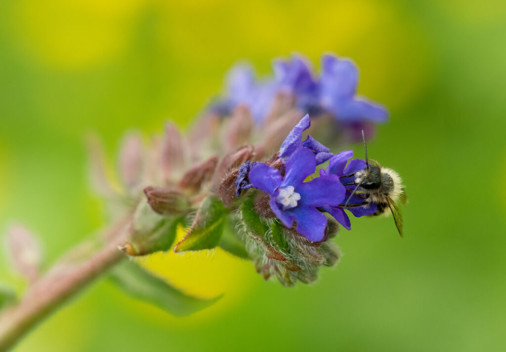 Ochsenzuge und Langhornbiene - Naturgarten Birsköpfli, Mai 2024© Ricardo Olveira